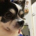 急募！お願いします