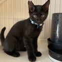 【生後3ヶ月子猫☆黒猫ダイヤ】