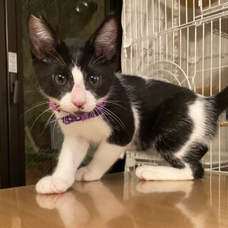 【生後3ヶ月子猫☆ハチワレハル】