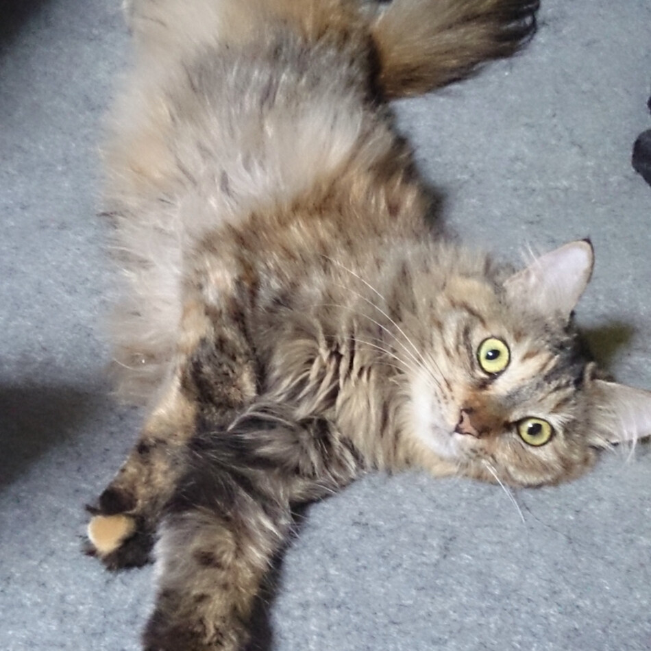 ゆずのカバー写真