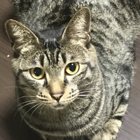ナガ