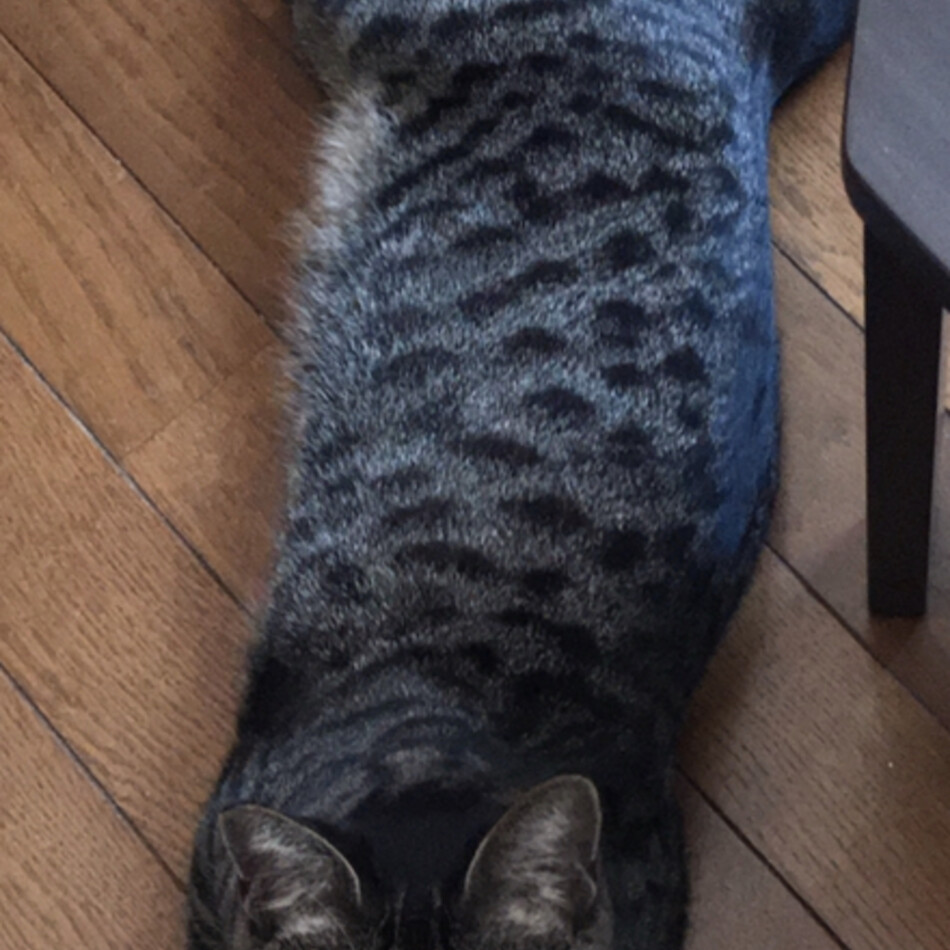 ナガのカバー写真