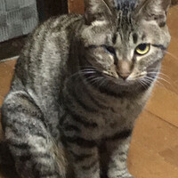 ぽんちゃん