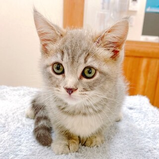 ２ヵ月の女の子・アメリカンカール(グレー)です。