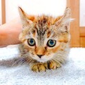 ２ヵ月の女の子・アメリカンカール(茶)です。