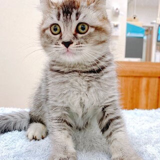 ２ヵ月女の子・アメリカンカール(濃いグレー)です。