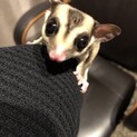 フクロモモンガ　オス1匹