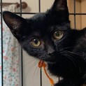 真っ黒な子猫の姉妹「モニカ」&「レイチェル」