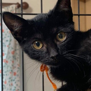 真っ黒な子猫の姉妹「モニカ」&「レイチェル」