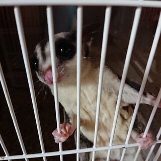 フクロモモンガのオス？