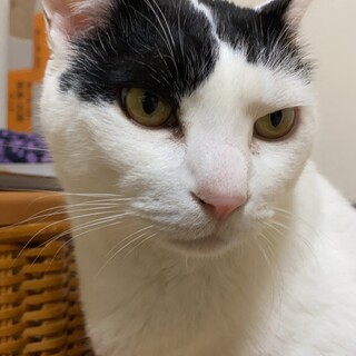 【助けて】雑種白多めの白黒猫ちゃん