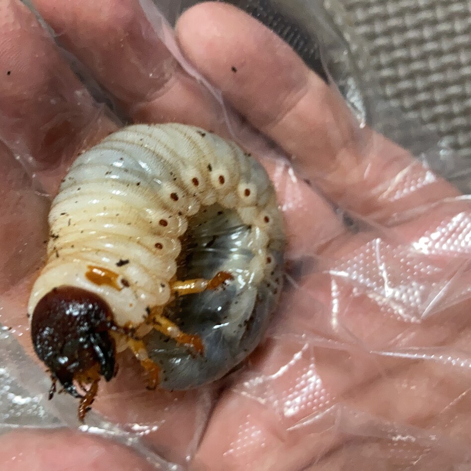 カブトムシ 幼虫 国産カブトムシ ペットのおうち 月間利用者150万人