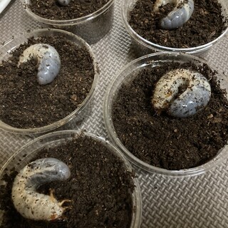 国産カブトムシ幼虫　2〜3令