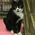 命の期限が迫っている、人に慣れた猫です
