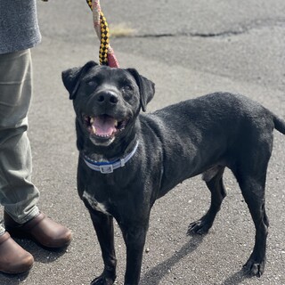 ラブラドールMIXです。新しい家族を探しています。