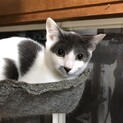 美猫さんココちゃんです♪