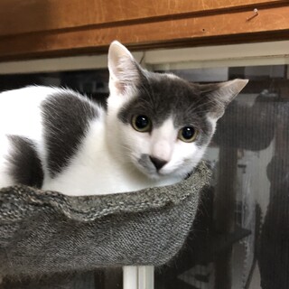 美猫さんココちゃんです♪