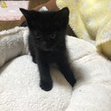 9月3日産まれの子猫ちゃん
