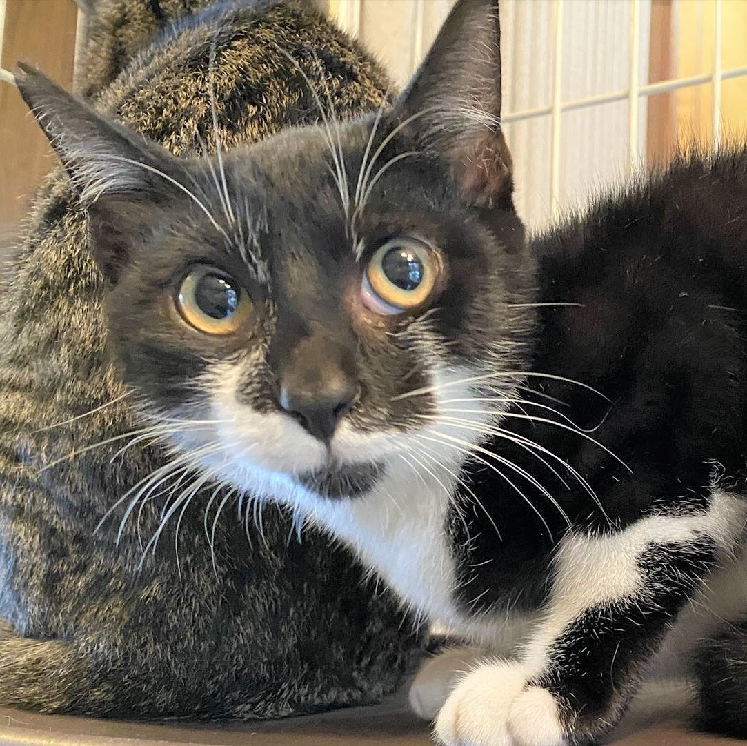 タキシード猫 ノラクロ君 千葉県 猫の里親募集 ペットのおうち 月間利用者150万人