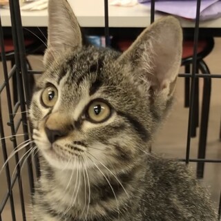 慣れています！男前キジトラ男子★そらまめ