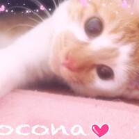 ココナ