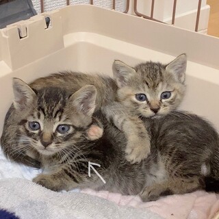 生後約1ヶ月の子猫　男の子