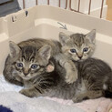 生後約1ヶ月の子猫の女の子(現在選考中)