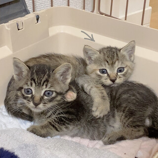 生後約1ヶ月の子猫の女の子(現在選考中)