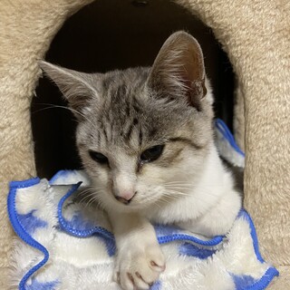 サバトラの男の子/約4~5ヶ月