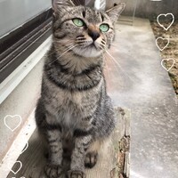 みゃあちゃん