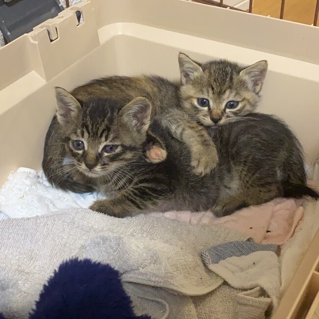 ふじつぼMのカバー写真