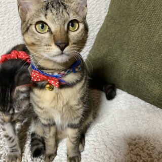 元気なキジトラ君