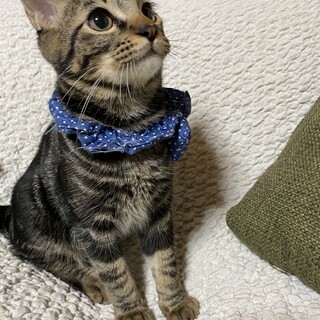 クレオパトララインが特徴のアメショーMIX