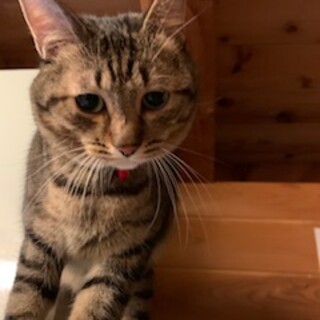 里親決定しました