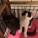 懐っこい子猫たち　黒子猫♀1、ハチワレ子猫♀1♂2