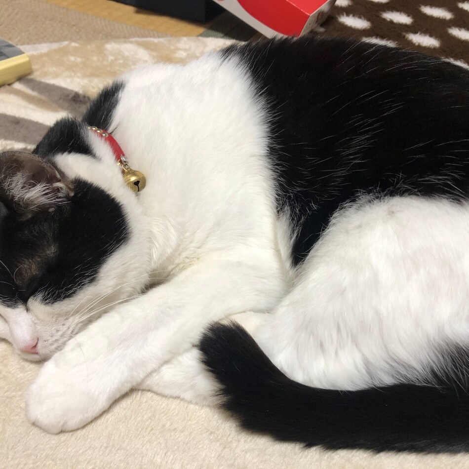 ちぃのカバー写真