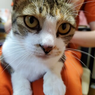 愛情深い三毛猫ハナちゃん♡子猫も同時募集！！