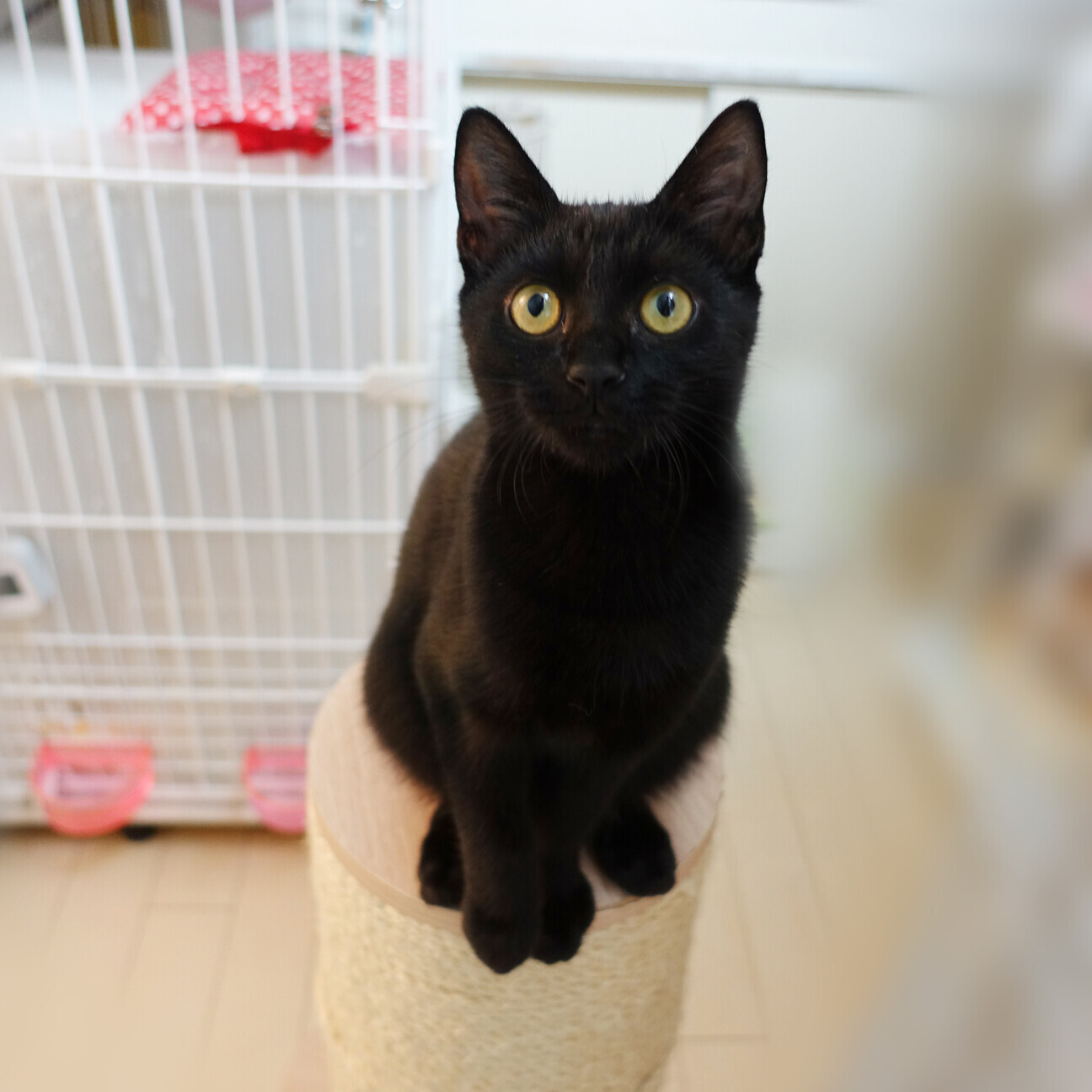 人間大好きゴロゴロ子猫 東京都 猫の里親募集 ペットのおうち 月間利用者150万人