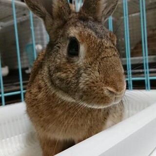 保護うさぎ(温泉うさぎ) 南斗(みなと)くん