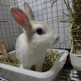 保護うさぎ ゆみちゃん(かくれんぼーず)