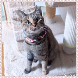 人が大好き！小さなママ猫サビ柄のんちゃん♪