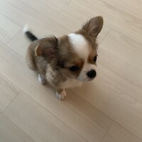 テール