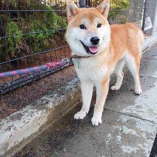 【緊急】突然のキャンセルで期限間近の柴