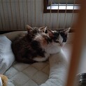 保護猫ちゃん姉妹