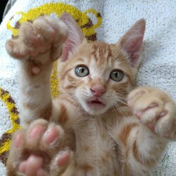 にゃんこ譲渡会 サムネイル2