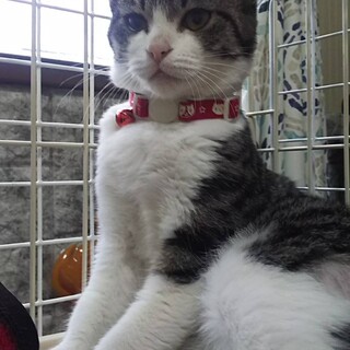 きれいなアイライン☆べっぴんのカンナちゃん