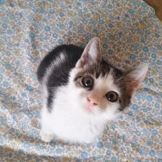 甘えん坊の生後2か月のあおばくん