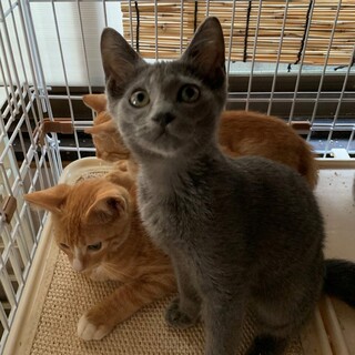 可愛いくって元気印なグレーの男の子※一時、募集停止