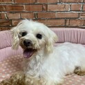 マルチーズしらすちゃん里親募集