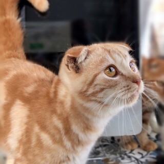 【10/18家族決定】第2の猫人生★大阪府・ジン君